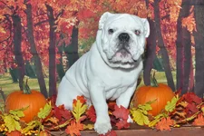 fall edit 2.webp fall edit 2.webp
