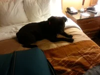 Puppy hotel.webp