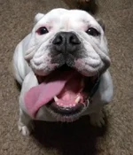 MileySmile.webp