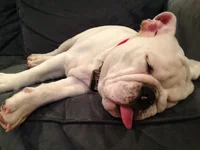 Wilson - tongue.webp