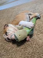 IMG_20170813_180525.webp