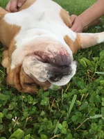 lazy morgan.webp