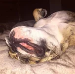 LazyAngus.webp