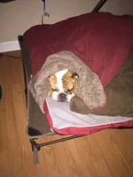 lazy morgan2.webp