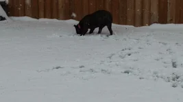 Snow....its snow.webp