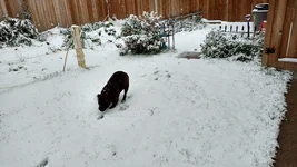 My paws are cold.webp
