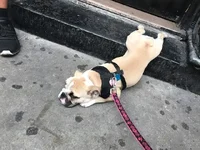 ChopSleeping.webp