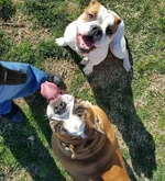 effie&josie1.webp effie&josie1.webp