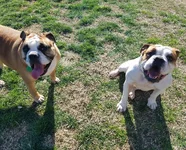effie&josie2.webp effie&josie2.webp