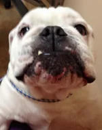 Gypsy Detroit Bulldog.webp