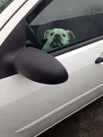 Gypsy 3 Detroit Bulldog.webp