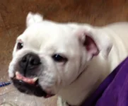 Gypsy 2 Detroit Bulldog.webp