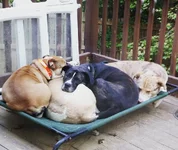 Dog pile.webp