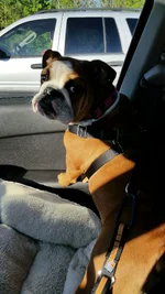 Ellie Riding Shotgun.webp