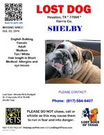 Lost dog.webp