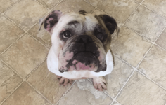 penelope.png penelope.png