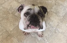 penelope.webp