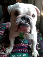 chubbs.webp