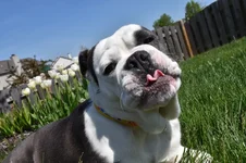 Molly_4.webp