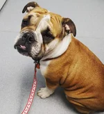 Biscuit at the vet.webp
