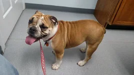 Biscuit at vet 2.webp
