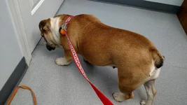 Biscuit looking under door.webp