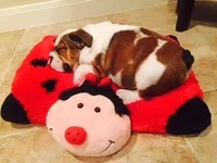 Smash sleeping on Lady B.webp