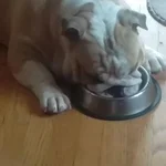 cookie sleeps in dish.webp