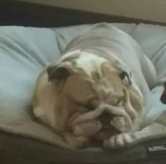 cookie sleeping.webp