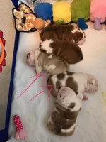 Puppies 1.webp