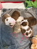 Puppies 2.webp