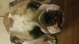 T toofs.webp