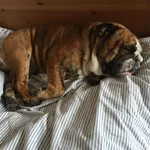 sover.webp