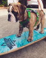 Dozer trying skateboard for 1st time.webp