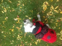 image.webp