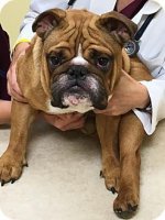 bruiser.jpg bruiser.jpg