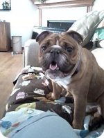 bruiser1.jpg bruiser1.jpg