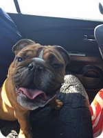 bruiser2.jpg bruiser2.jpg
