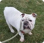 bubba2.webp