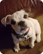 Buddy2.jpg