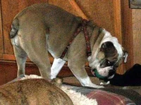 dogsagain 001.webp