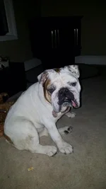 Bailey2.webp