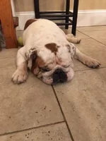 Bailey3.webp