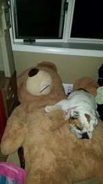 Bailey4.webp
