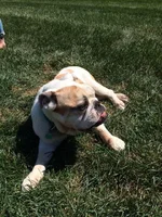 Buddy3.webp