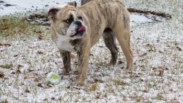 10.5 months old - 1st Snow .jpeg