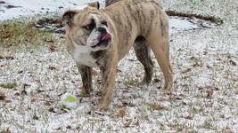 10.5 months old - 1st Snow .webp