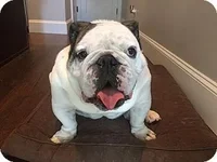 bowser.webp