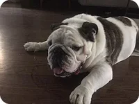 bowser1.webp