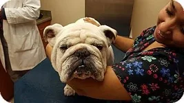 Meatball1.webp